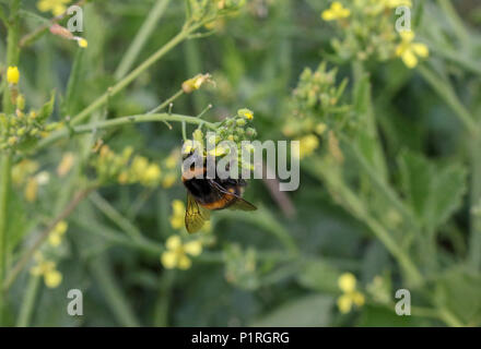 Eine Königin buff-tailed bumblebee Pollen sammeln von Sea Rettich an der Küste. Stockfoto