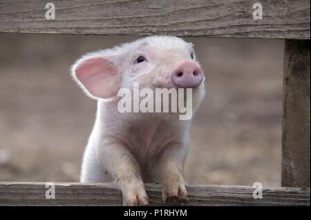 Original Film Titel: CHARLOTTE'S WEB. Englischer Titel: CHARLOTTE'S WEB. Regisseur: Gary WINICK. Jahr: 2006. Quelle: Paramount Pictures/Album Stockfoto