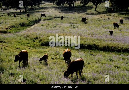 Sierra Norte; Landschaft neben Cazalla de la Sierra. Stockfoto