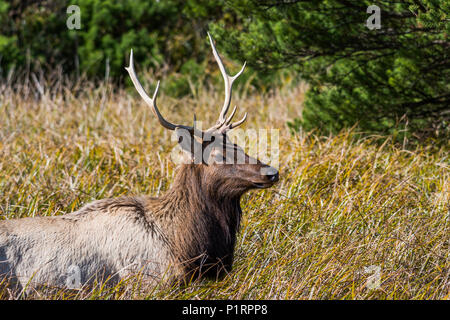 Ein junger Stier Roosevelt elk (Cervus canadensis roosevelti) Besuche ein Salt Marsh; Hammond, Indiana, Vereinigte Staaten von Amerika Stockfoto