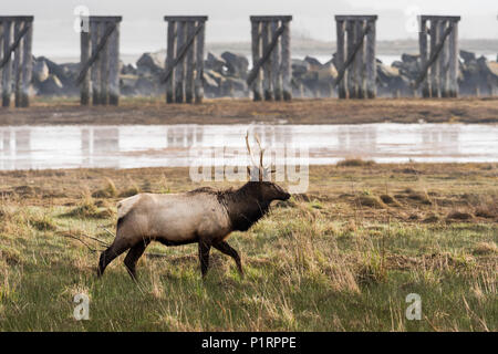 Ein junger Stier Roosevelt elk (Cervus canadensis roosevelti) besuche Trestle Bucht; Hammond, Indiana, Vereinigte Staaten von Amerika Stockfoto