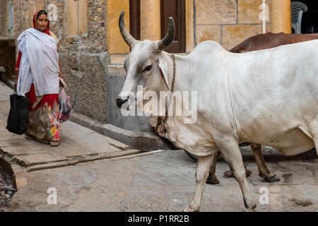 Kühe auf der Straße und eine indische Frau mit Einkaufstüten, Jaisalmer Fort, Jaisalmer, Rajasthan, Indien Stockfoto