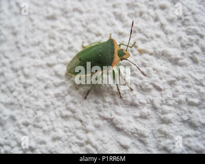 Kleine grüne Soldat bug Kriechen auf der weißen Wand | Antenne | stinken | stinker | Beine Stockfoto