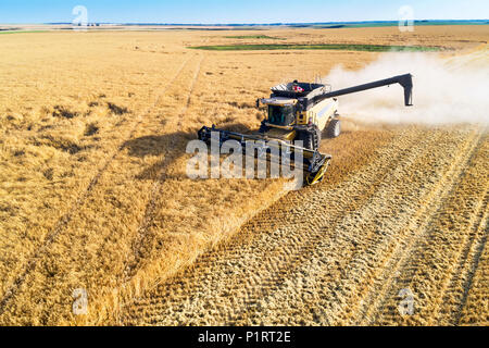 Luftaufnahme von einem Mähdrescher bei der Ernte in einem Gerstenfeld; Beiseker, Alberta, Kanada Stockfoto