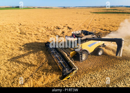 Luftaufnahme von einem Mähdrescher bei der Ernte in einem Gerstenfeld; Beiseker, Alberta, Kanada Stockfoto