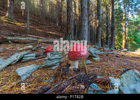 Giftige PILZE UND STEINE stapeln. Giftige Pilz mit hell rot Kappe und weiße Flecken Flocke wächst unter Stapeln Steine in einem Wald. Stockfoto