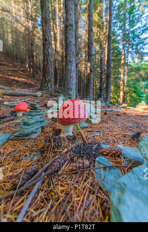 Giftige PILZE UND STEINE stapeln. Giftige Pilz mit hell rot Kappe und weiße Flecken Flocke wächst unter Stapeln Steine in einem Wald. Stockfoto
