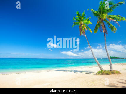 Strand und Kokospalmen plm-Baum Stockfoto