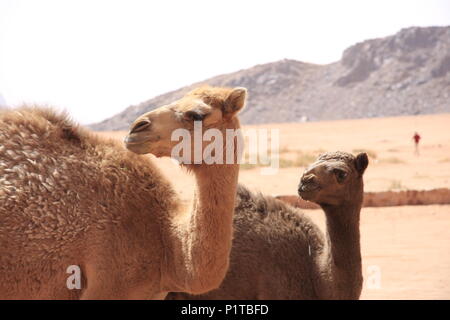 Kamele an einem Wasserloch in Wadi Rum, Jordanien die Wüste Stockfoto