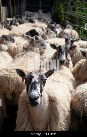 Herde von North Country Maultier Schaf in Hof warten abgeschert werden, Stow-on-the-Wold, Cotswolds, Gloucestershire, England, Vereinigtes Königreich, Europa Stockfoto