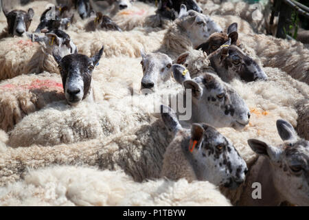 Herde von North Country Maultier Schaf in Hof warten abgeschert werden, Stow-on-the-Wold, Cotswolds, Gloucestershire, England, Vereinigtes Königreich, Europa Stockfoto