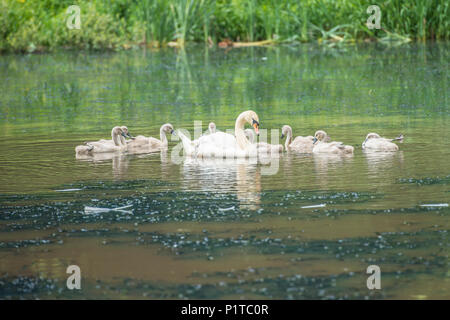 Mute swan und Cygnets Stockfoto