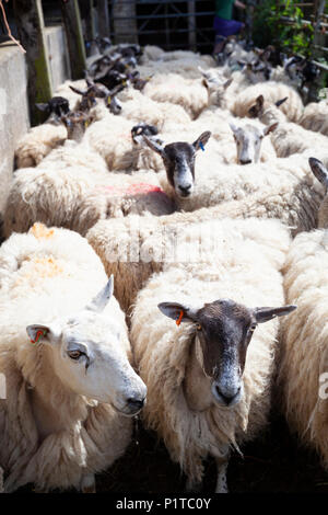 Herde von North Country Maultier Schaf in Hof warten abgeschert werden, Stow-on-the-Wold, Cotswolds, Gloucestershire, England, Vereinigtes Königreich, Europa Stockfoto