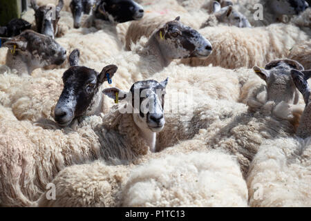 Herde von North Country Maultier Schaf in Hof warten abgeschert werden, Stow-on-the-Wold, Cotswolds, Gloucestershire, England, Vereinigtes Königreich, Europa Stockfoto