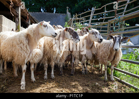 Herde von North Country Maultier Schaf in Hof warten abgeschert werden, Stow-on-the-Wold, Cotswolds, Gloucestershire, England, Vereinigtes Königreich, Europa Stockfoto