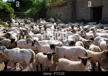 Herde von North Country Maultier Schaf in Hof nach abscherens, Stow-on-the-Wold, Cotswolds, Gloucestershire, England, Vereinigtes Königreich, Europa Stockfoto