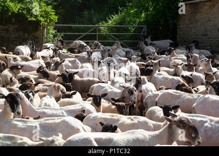 Herde von North Country Maultier Schaf in Hof nach abscherens, Stow-on-the-Wold, Cotswolds, Gloucestershire, England, Vereinigtes Königreich, Europa Stockfoto