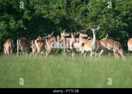 Herde Damhirsche Stockfoto