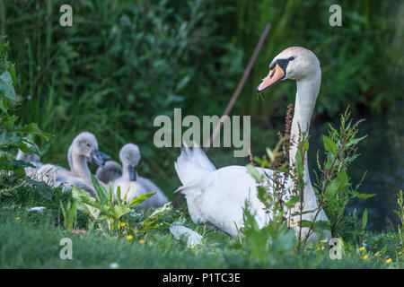 Höckerschwan und cygnets Stockfoto