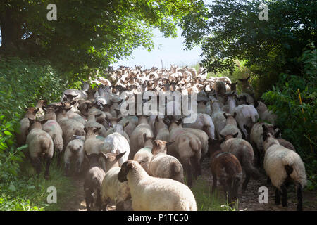 Herde von North Country Maultier Schaf zurück zur Weide getrieben wurde, nachdem Abscherens, Stow-on-the-Wold, Cotswolds, Gloucestershire, England, Vereinigtes König Stockfoto