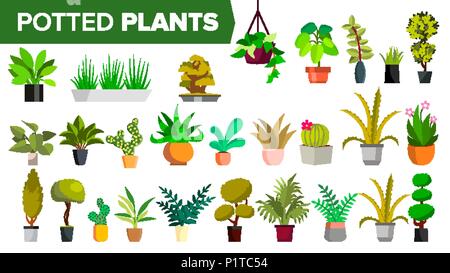 Topfpflanzen Set Vektor. Farbe grün Pflanzen im Topf. Indoor Home, Office moderne Zimmerpflanzen. Verschiedene. Blumen innen Symbol. Dekoration Design Element. Isolierte Abbildung Stock Vektor
