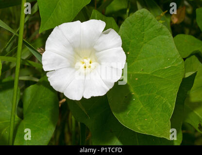 Blumen und Blätter von Hedge bindweed, auch als Rutland Schönheit bekannt Stockfoto