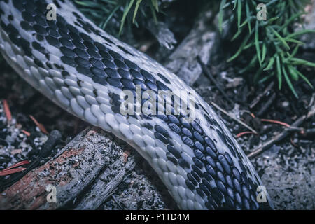 Close-up Detail der Körper eines schwarzen und weißen Indochinesischen Speikobra (Naja Siamensis). Stockfoto