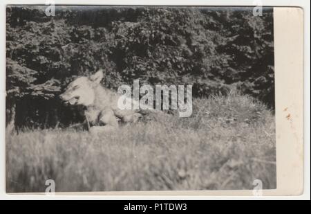 Die tschechoslowakische Republik - circa 1950s: Vintage Foto zeigt die laufenden Hund (Schäferhund). Retro Schwarz/Weiß-Fotografie. Stockfoto