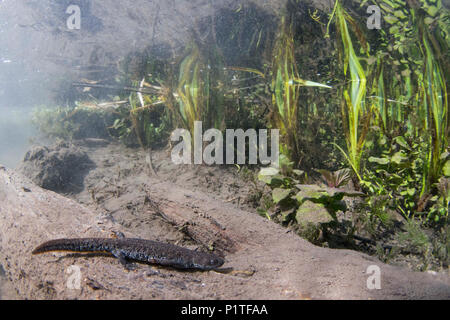 Great crested Newt weiblichen Unterwasser Stockfoto