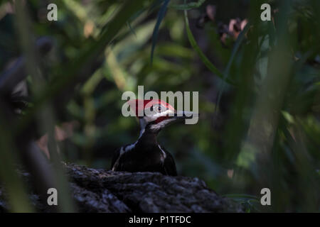 Ein männlicher Pileated Woodpecker (Dryocopus pileatus) hält seine Suche nach Maden auf einen Besiegten auf dem Waldboden in Florida anmelden. Stockfoto