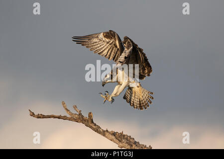 Ein vor kurzem vollwertigen juvenile osprey Praktiken Landung auf einer Niederlassung in Florida bei Sonnenuntergang. Stockfoto