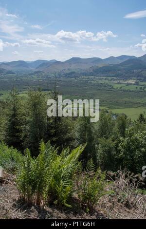 Osprey Blick Punkt, Cumbria Stockfoto