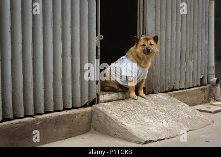 Watchdog Hund sitzen vor dem Haus tragende t-shirt Stockfoto