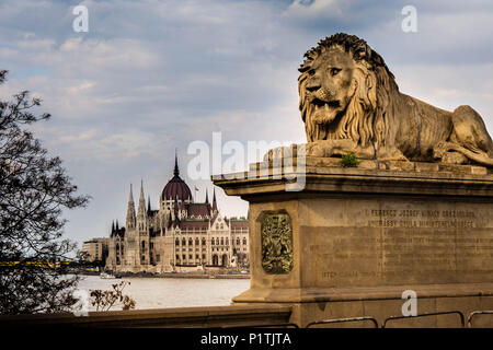 Blick von der Kettenbrücke, von einem Löwen bewacht, über der Donau gegenüber dem Parlament von Ungarn in Budapest. Stockfoto