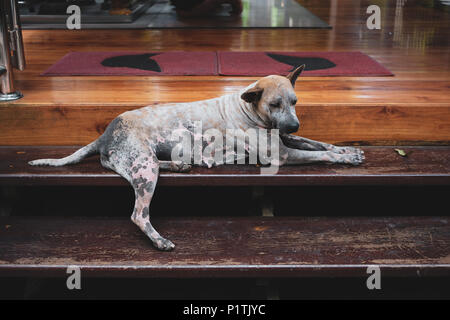 Obdachlosen Hund mit Traurigkeit an einem Tempel in Thailand Stockfoto