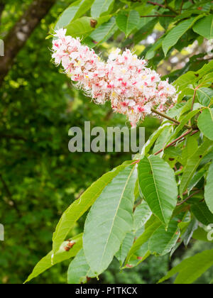 Rosa Juni Blüten der Laubbäume, die Kastanie Aesculus indica idney Pearce' Stockfoto