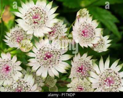 Grün mit weißen Blüten der winterharte Staude masterwort, Astrantia major 'Buckland'. Reife blüten entwickeln einen rosa an der Unterseite bündig Stockfoto