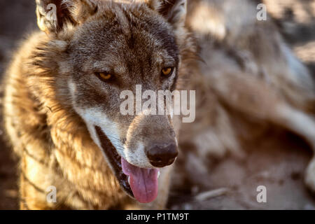 Grauer Wolf Tier Porträt im Abendlicht Stockfoto