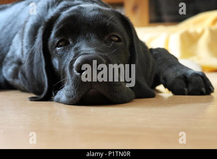 Neuenhagen, Deutschland, jungen Labrador Retriever auf dem Boden liegt müde Stockfoto