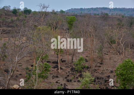 Staub der Straße durch den Wald, Tadoba-Andhari Tiger Reserve, Maharashtra, Indien, mit Hügeln auf Distanz, eine majestätische Aussicht, Sommer Stockfoto