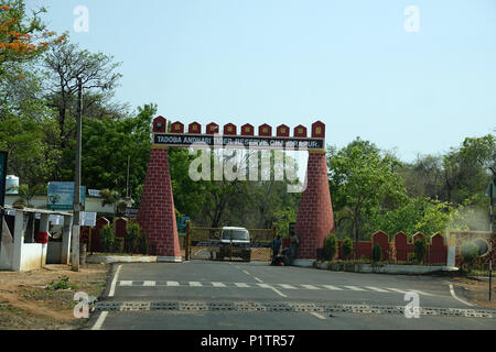 Staub der Straße durch den Wald, Tadoba-Andhari Tiger Reserve, Maharashtra, Indien, mit Hügeln auf Distanz, eine majestätische Aussicht, Sommer Stockfoto