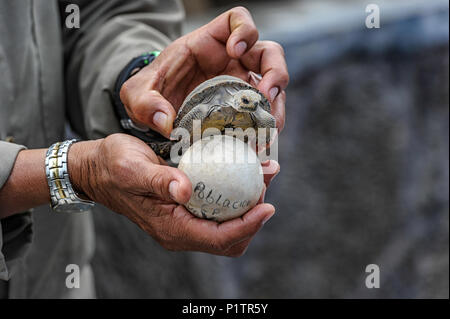 Baby Schildkröte (Chelonoidis nigra) und Ei auf der Insel Isabela Schildkröte Aufzuchtzentrum gezeigt wird. Puerto Villamil, Isabela Island, Galapagos Insel Stockfoto