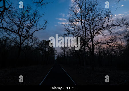 Staub der Straße durch den Wald, Tadoba-Andhari Tiger Reserve, Maharashtra, Indien, mit Hügeln auf Distanz, eine majestätische Aussicht, Sommer Stockfoto