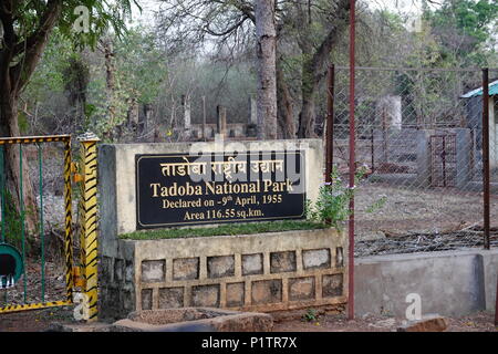 Staub der Straße durch den Wald, Tadoba-Andhari Tiger Reserve, Maharashtra, Indien, mit Hügeln auf Distanz, eine majestätische Aussicht, Sommer Stockfoto