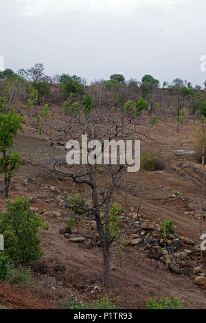 Staub der Straße durch den Wald, Tadoba-Andhari Tiger Reserve, Maharashtra, Indien, mit Hügeln auf Distanz, eine majestätische Aussicht, Sommer Stockfoto