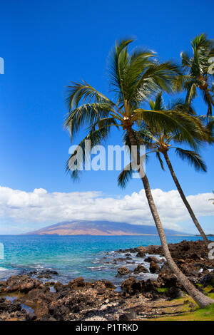 Palmen entlang der zerklüfteten Küste mit Blick auf die West Maui Berge von Wailea, Hawaii, Vereinigte Staaten von Amerika Stockfoto