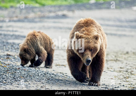 Leistungsbeschreibung Braunbär (Ursus Amerikaner) lehrt ihr Junges wie für Muscheln an Hallo Bay, Katmai National Park; Homer, Alaska, die Vereinigten Staaten von Amerika zu graben Stockfoto