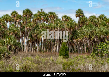 Großer Ständer der Pinien im Flachland von Florida. Stockfoto