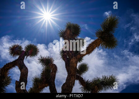 Eine Yucca Buergeri unter einem hellen Himmel in Joshua Tree National Park, Kalifornien, Vereinigte Staaten von Amerika Stockfoto