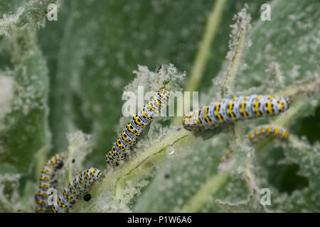 Verbasci mullein Cucullia Raupen fressen an Garten Blumen Blätter Stockfoto